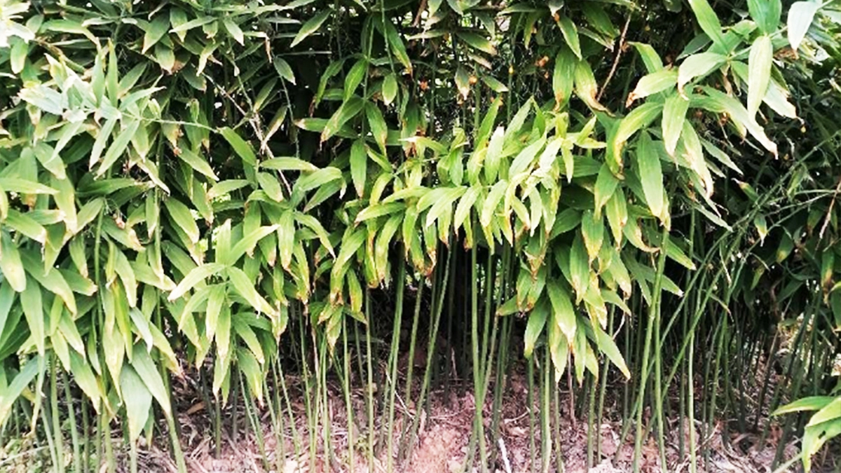 种植基地7