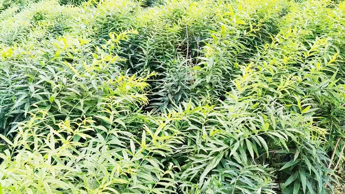种植基地6