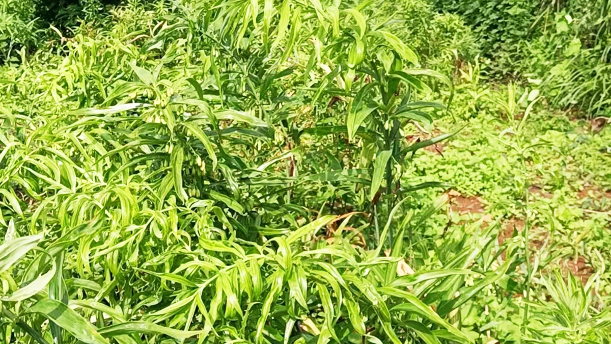 种植基地5