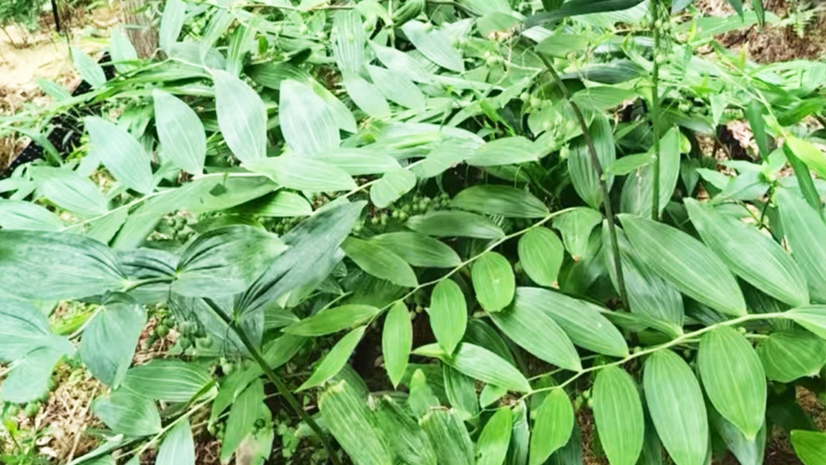 种植基地4