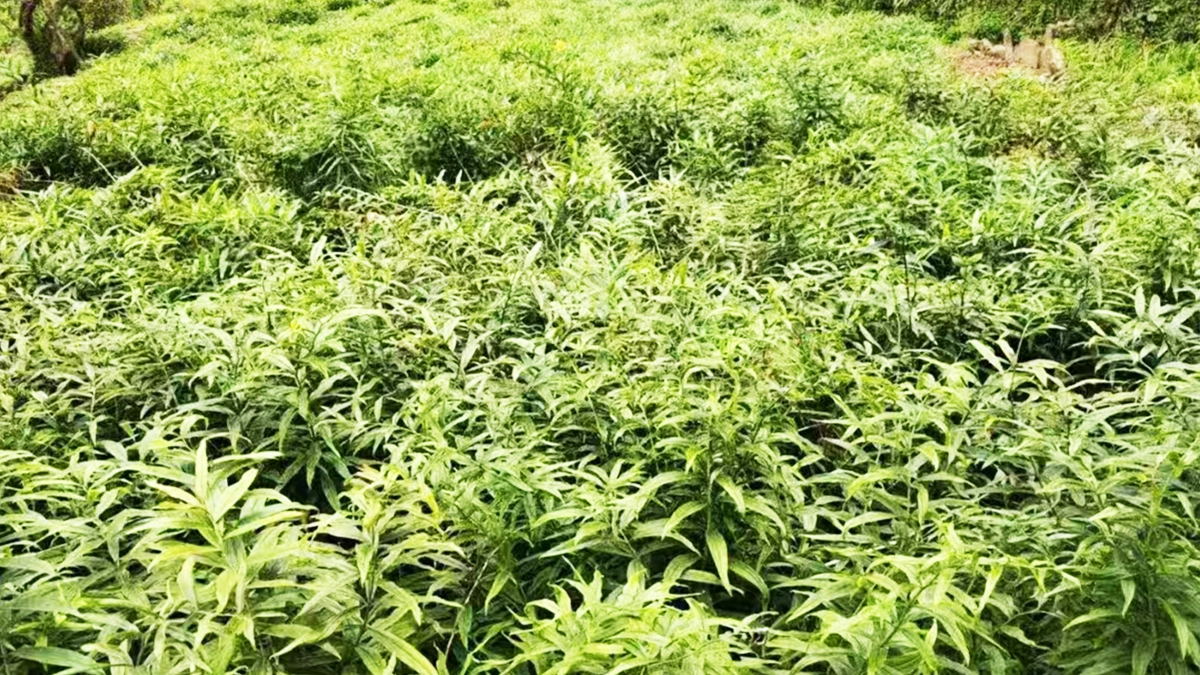 种植基地3