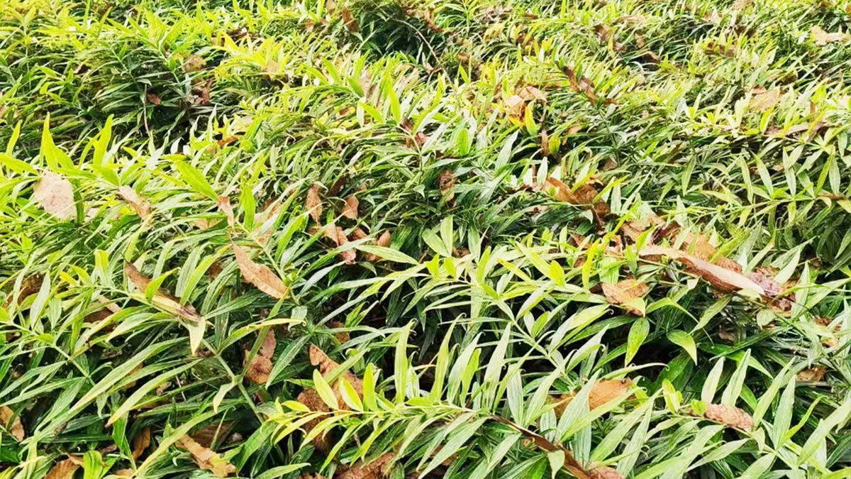 种植基地2